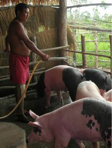 HUOTH Mab tends to his pigs